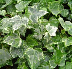 Hedera helix Elegantissima